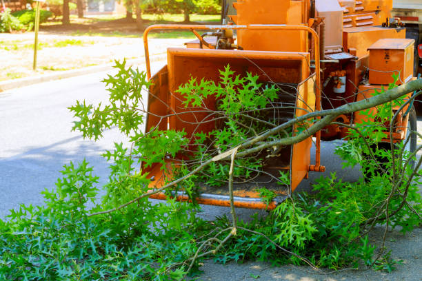 The Steps Involved in Our Tree Care Process in Goldsboro, NC